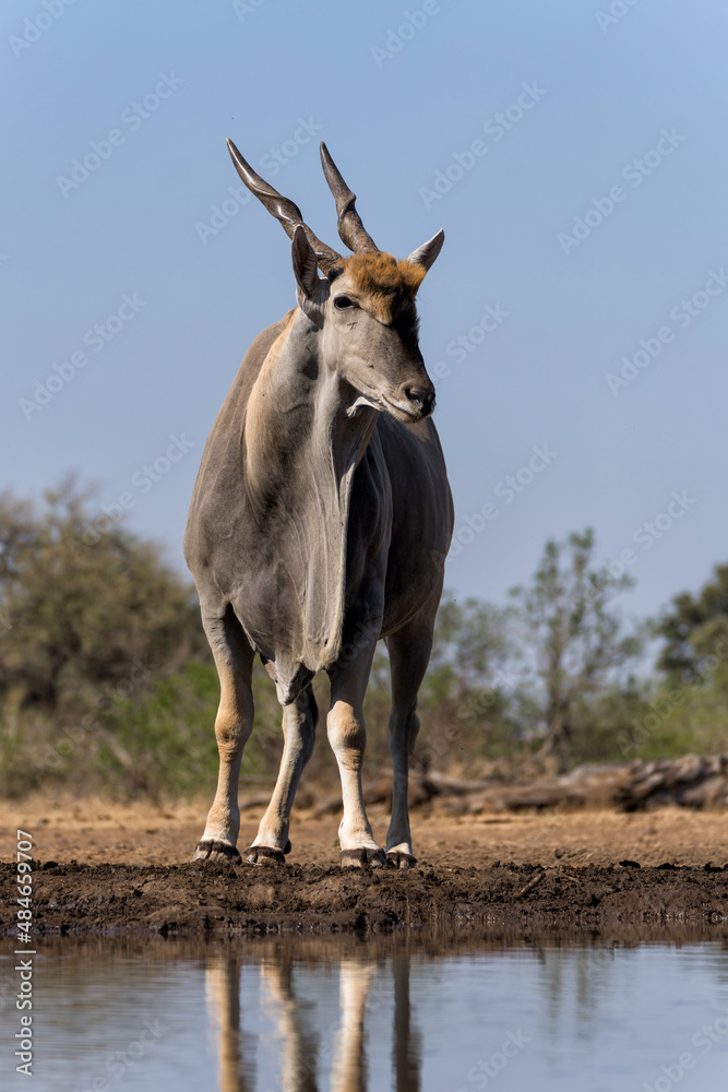 Common eland antelope (Taurotragus oryx) bull comming for a drink at a  waterhole in Mashatu Game Reserve in the Tuli Block in Botswana Stock Photo  | Adobe Stock