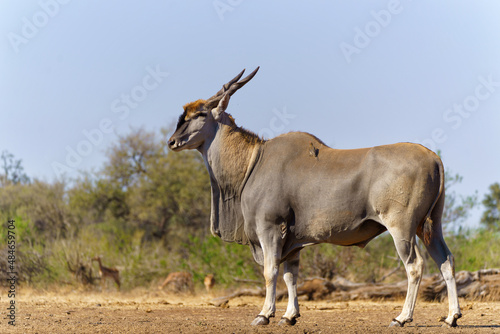 Common eland antelope (Taurotragus oryx) bull comming for a drink at a waterhole in Mashatu Game Reserve in the Tuli Block in Botswana photo