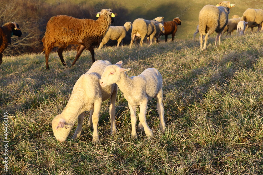 gros plan de deux agneaux blancs pâturant au milieu d'un troupeau de mouton dans la campagne en automne gros plan de deux agneaux blancs pâturant au milieu d'un troupeau de mouton dans la campagne en automne