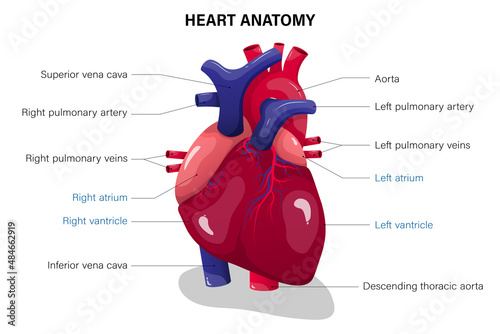Anatomy of human heart. Medical education chart.