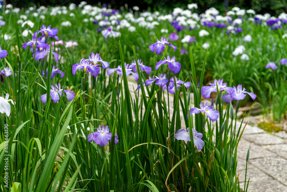 色とりどりの菖蒲や紫陽花が咲く卯辰山公園花菖蒲園