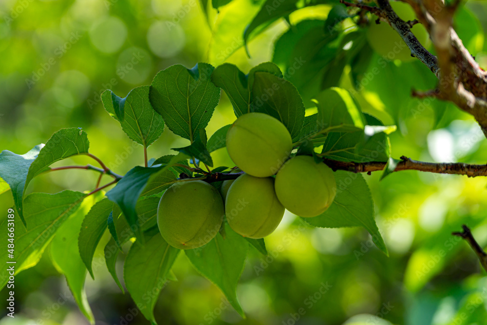金沢の兼六園でたわわに実った梅 Stock Photo Adobe Stock