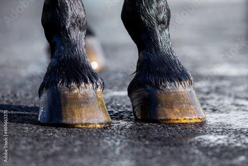 Horse hoof washing with water outdoors. Horse wet legs standing on nature background. photo