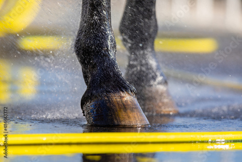 Horse hoof washing with water outdoors. Horse wet legs standing on nature background.