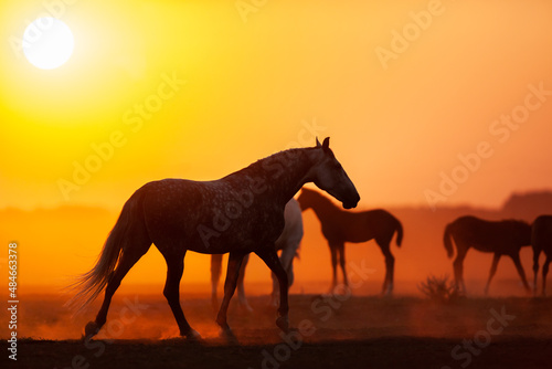 Silhouette group of horses in sunrise in field. Herd of Orlov trotter horses walking in meadow at sunrise. © Alexia Khruscheva