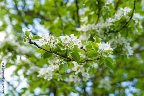 White pear flowers. Blossoming pear background, selective soft focus. Abstract natural background. Template for postcards.