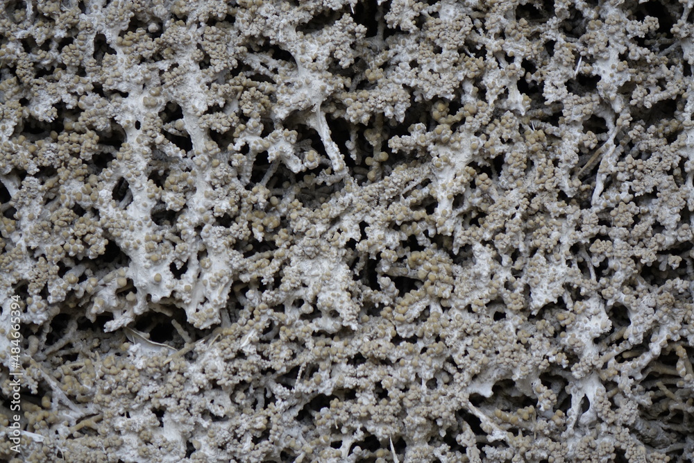 Brushwood with thick salt crust in a healthcare graduation tower (Gradierwerk) (horizontal), Bad Salzdetfurth, Lower Saxony, Germany Brushwood with thick salt crust in a healthcare graduation tower (Gradierwerk) (horizontal), Bad Salzdetfurth, Lower Saxony, Germany