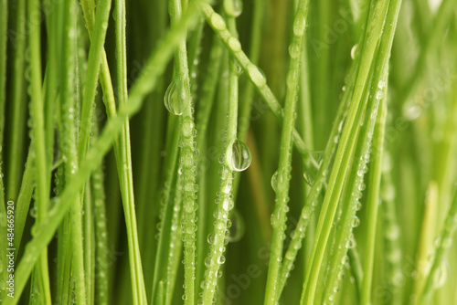 Selective soft focus blur green grass with water drop. Nature horizontal background.