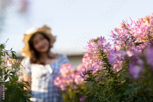 purple flowers in the field because of flowers beautiful full bloom The name of this flower is cleome sparkler lavender, grown on a farm in Thailand.