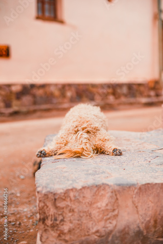 Perro durmiendo en la calle.  photo