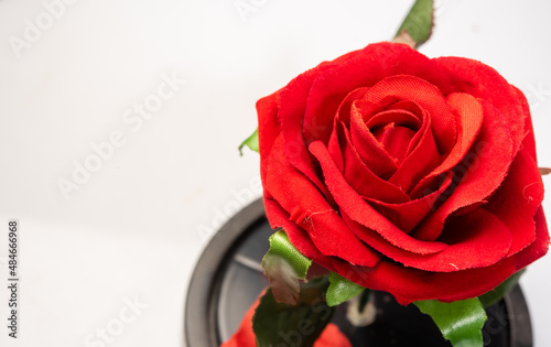 valentine red rose Festival of love Wedding flower Red rose flower
