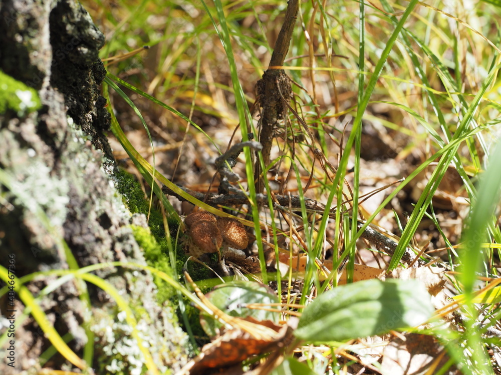 mushrooms on a birch tree.forest. autumn. Armillaria
