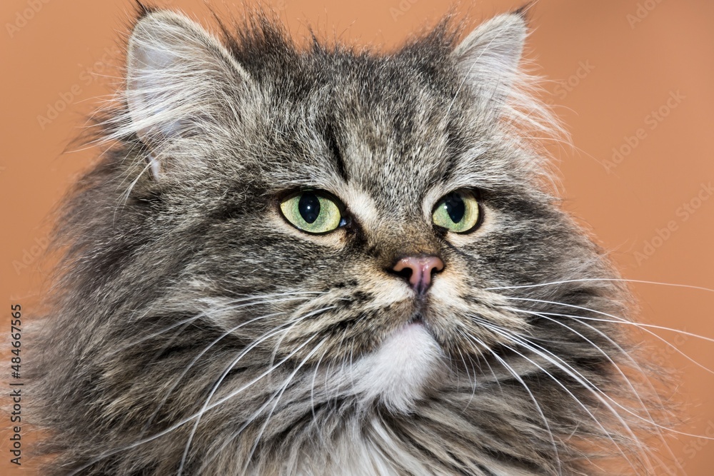 Close up of grey long haired tabby cat