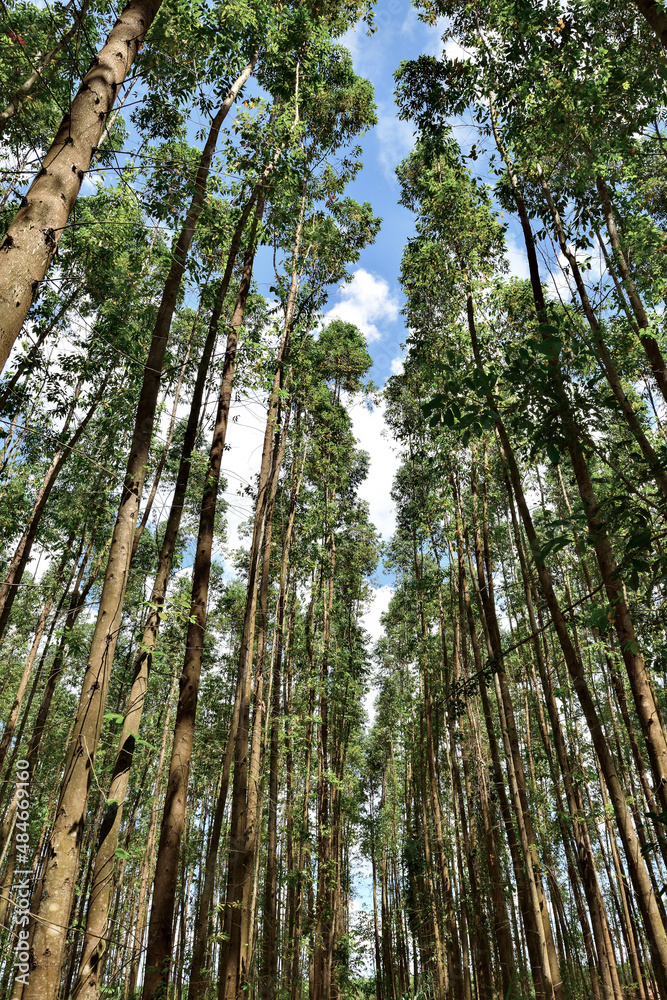 Floresta , arvores vista por baixo.