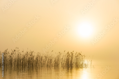 Reeds in misty lake at sunrise