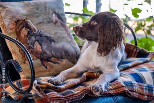 Obraz na płótnie young spaniel on a chair