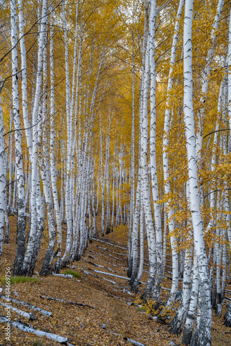 Birch grove in late autumn. The ground is strewn with yellow fallen leaves. Twisted tree trunks.