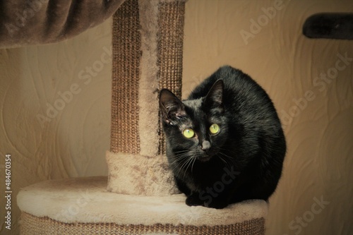 cat on a chair