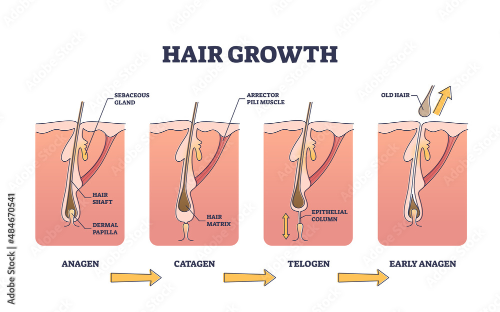 Hair growth process stages with anatomical phases structure outline  diagram. Labeled educational early anagen, catagen or telogen cycle  description vector illustration. Medical scalp surface side view Stock  Vector | Adobe Stock