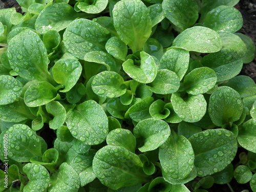 green leaves background
