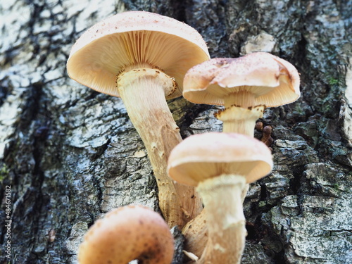mushrooms on a birch tree.forest. autumn. Armillaria