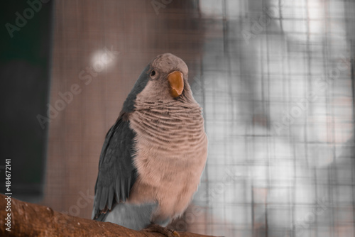 A fluffy blue monk parrot sits in an aviary. Satisfied parrot. . High quality photo