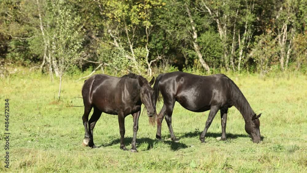 a herd of horses graze in a clearing in summer, it's sunny a herd of horses graze in a clearing in summer, it's sunny