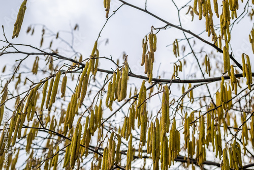 The buds on the branches of hazelnut.
