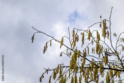 The buds on the branches of hazelnut.
