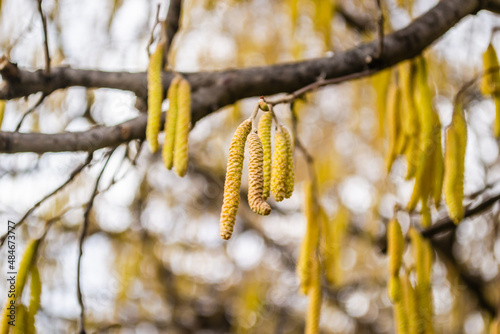 The buds on the branches of hazelnut.