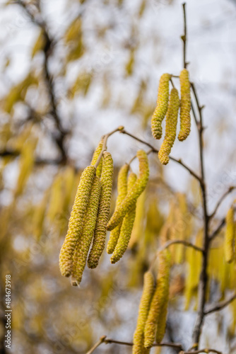 The buds on the branches of hazelnut.