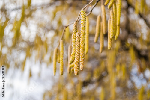 The buds on the branches of hazelnut.