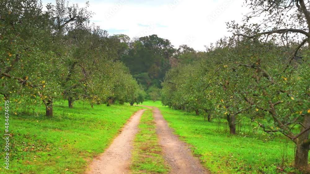 Apple orchard fruit trees in autumn fall farm countryside garden with rows and green grass in Virginia mountains handheld walking on road path Apple orchard fruit trees in autumn fall farm countryside garden with rows and green grass in Virginia mountains handheld walking on road path