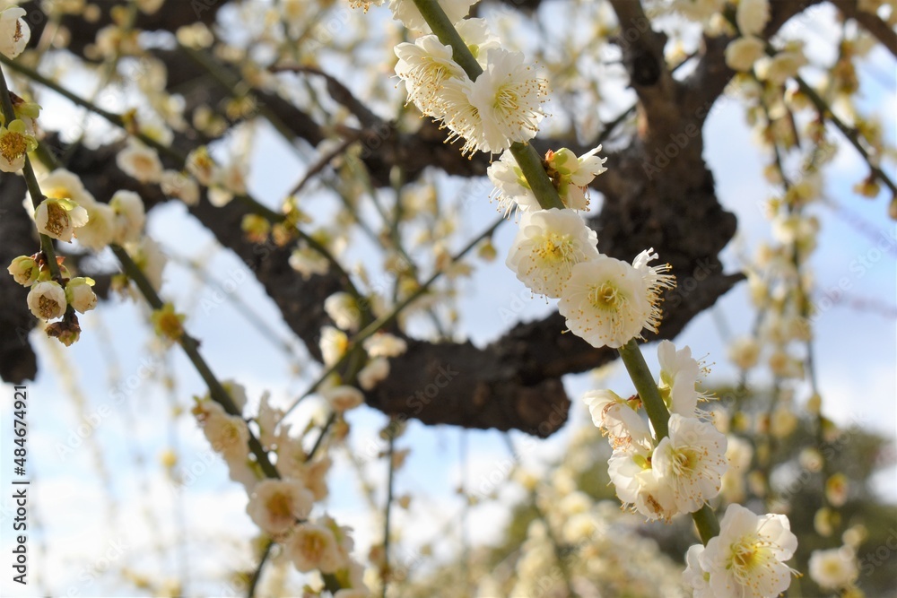 結城神社の梅の花