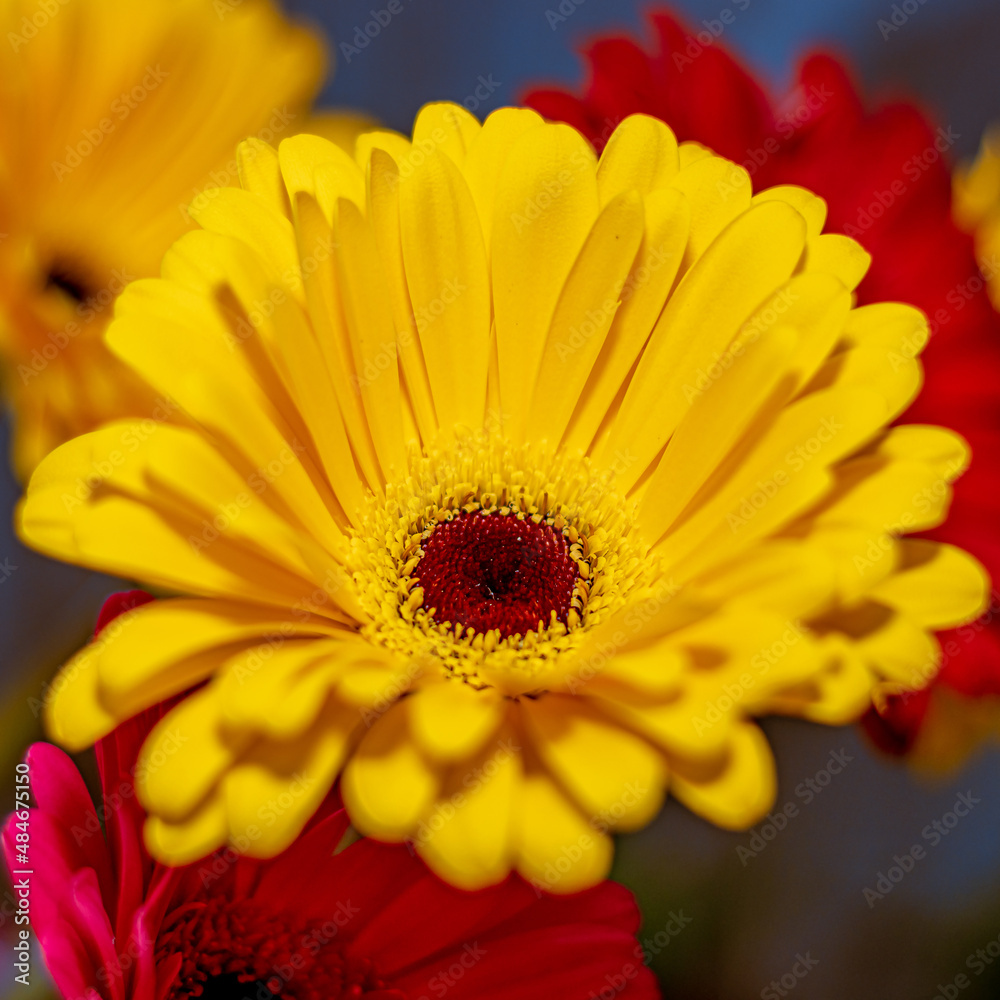 Bright yellow flower on a multicolored background close-up. Macro. Very soft focus