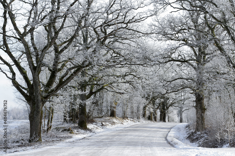 Beautiful snowy road in the forest in winter. Weather forecast for a snowy winter with heavy precipitation. Beautiful snowy road in the forest in winter. Weather forecast for a snowy winter with heavy precipitation.