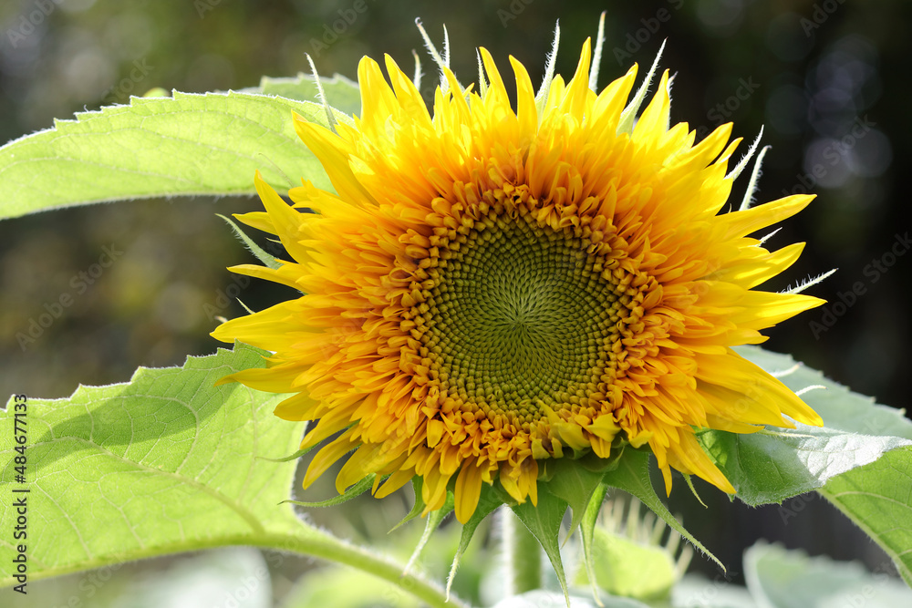 Fototapeta premium Beautiful sunflower on a sunny day with a natural background. Flower of sunflower head. Agriculture. Farming. Natural product. Yellow big flower. Summer background. Seeds and oil. Sunflower blooming.
