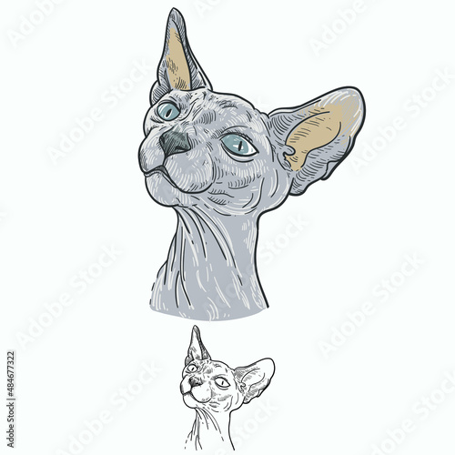 Vintage hand drawn sketch  colored sphynx cat 