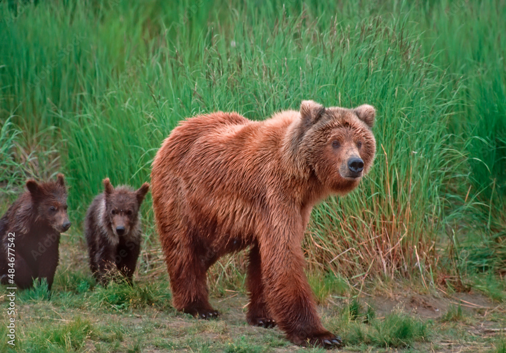 Grizzly bear with her cubs