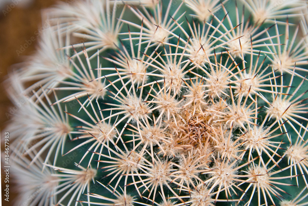 beautiful mammillaria cactus spine , selective focus close up beautiful mammillaria cactus spine , selective focus close up