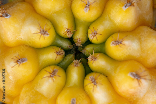 close up to cactus yellow - gymnocaycium damsii , selective focus photo