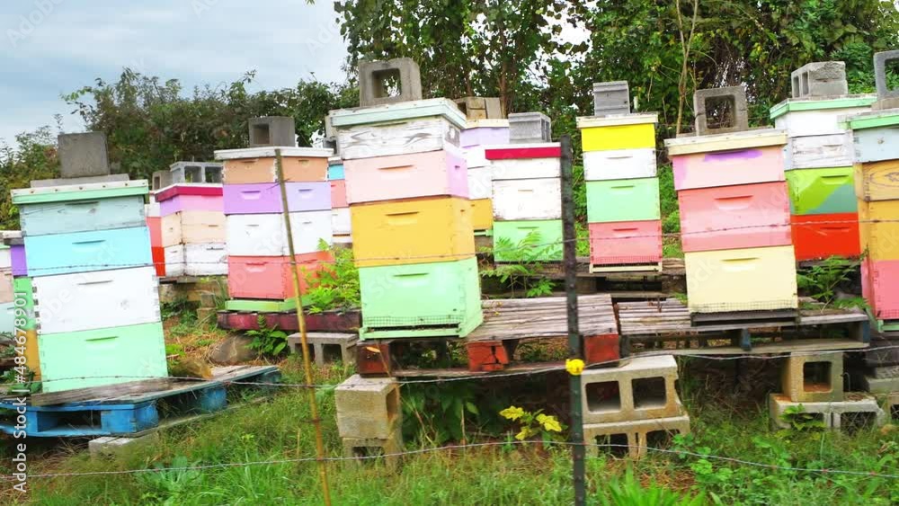 Apple orchard fruit trees rural farm garden handheld walking panning of colorful boxes of honey bee hives with many insects flying by electric fence and solar panel Apple orchard fruit trees rural farm garden handheld walking panning of colorful boxes of honey bee hives with many insects flying by electric fence and solar panel