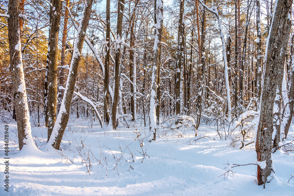 Winter pine forest with snow, amazing panorama with a snow-covered path Winter pine forest with snow, amazing panorama with a snow-covered path