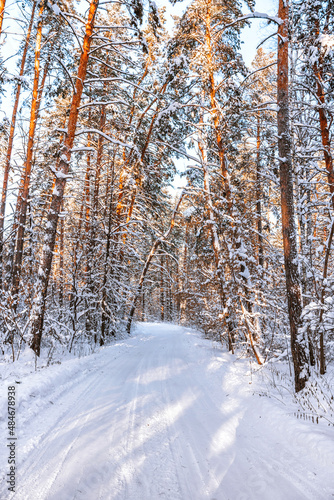 Winter pine forest with snow, amazing panorama with a snow-covered path