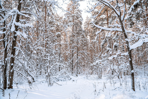 Winter pine forest with snow, amazing panorama with a snow-covered path