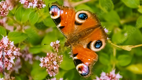 Macro of a beautiful peacock butterfly, aglais io, on a flower