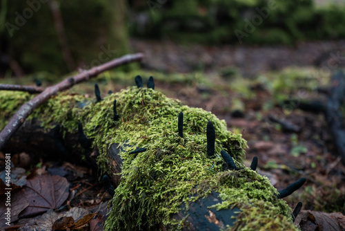 Black Fungi in the Woods 2