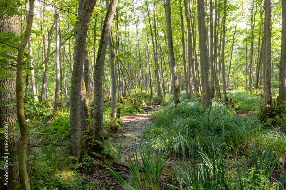 German Moor forest landscape with fern, grass and deciduous trees in summer German Moor forest landscape with fern, grass and deciduous trees in summer