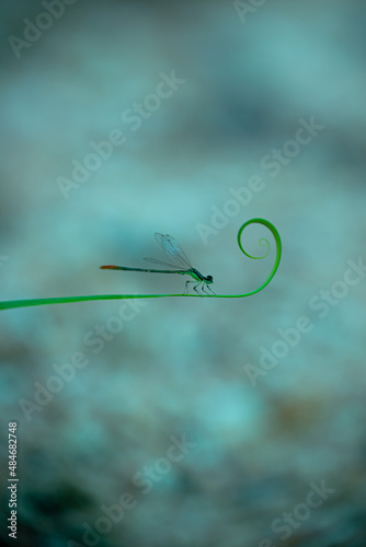 beautiful needle dragonfly on a blur background
Dragonfly with blur background as copy space text
