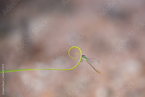 beautiful needle dragonfly on a blur background Dragonfly with blur background as copy space text